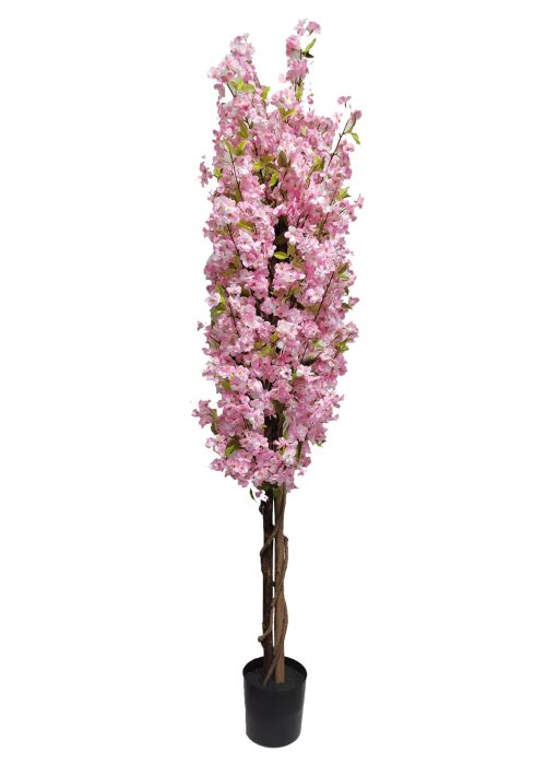 Kirsikkapuu vaaleanpunainen (210 cm)