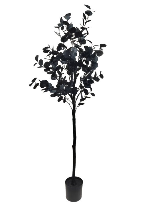 Musta eukalyptus (150 cm)
