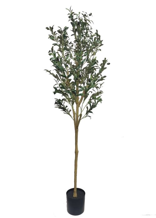 Oliivipuu (160 cm)