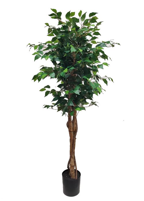 Viikunapuu (150 cm)